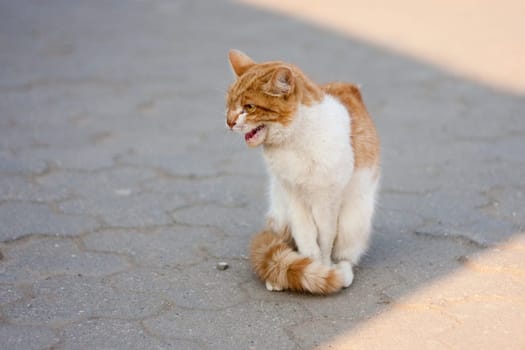 agressive street cat prepairing to attack