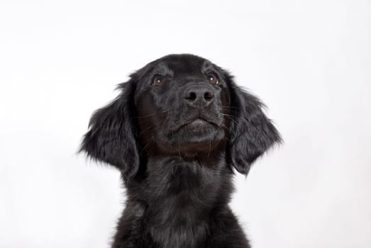 a black puppy looking hopefully, with copyspace