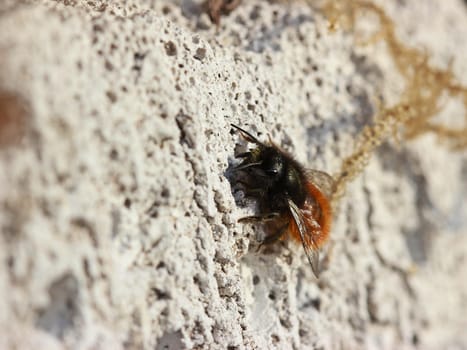 Female horned mason bee (Osmia cornuta) in my insect hotel