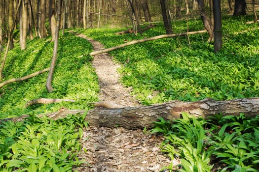 Forest with path,nature for recreation and hiking