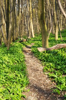 Forest with path,nature for recreation and hiking