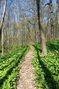 Forest with path,nature for recreation and hiking