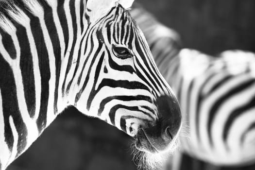 monochrome photo - detail head zebra in ZOO