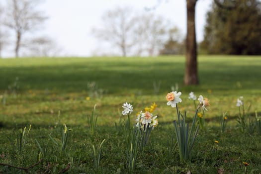 Details of double flowering narcissus in nature.