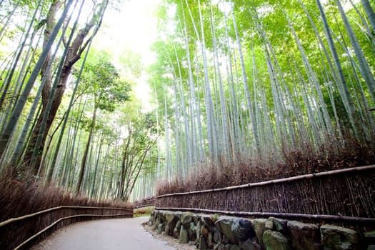 Arashiyama Bamboo trails, Japan for adv or others purpose use