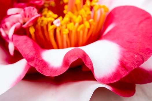 Close up of a pink rose flower