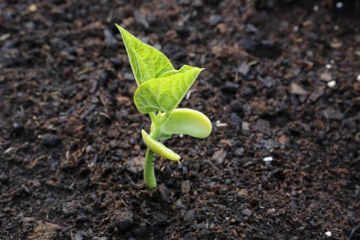 Seedling