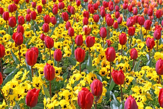 Tulips
