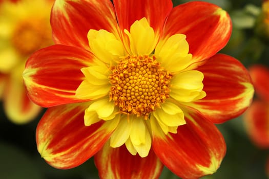 Dahlia