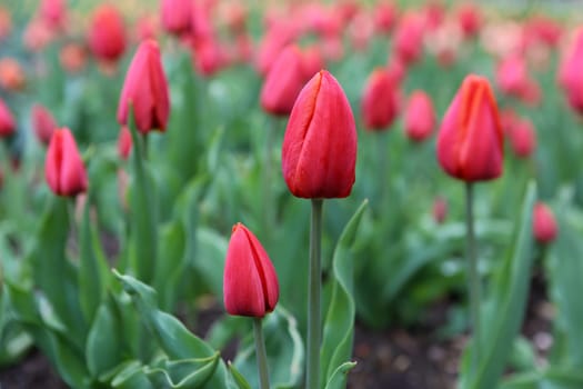 Tulips