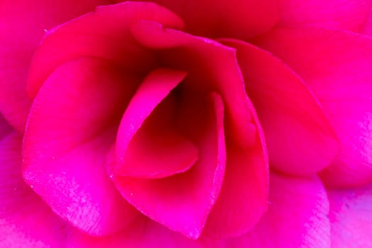 Close up of a pink rose flower