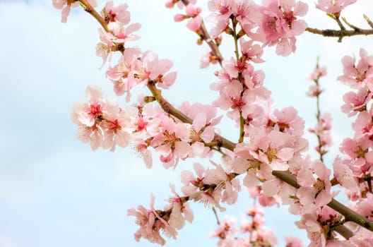 Close-up of a blooming almond branch
