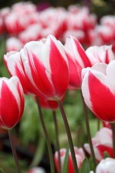 Tulips