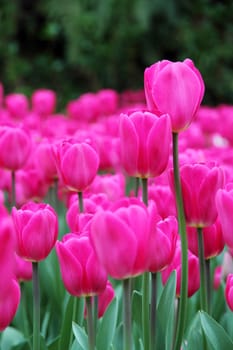 Tulips