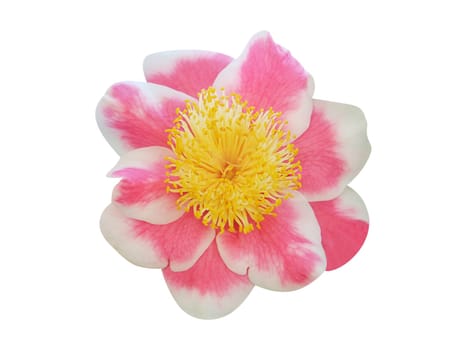 Camellia flower isolated on white