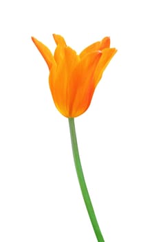 orange tulip isolated on white background