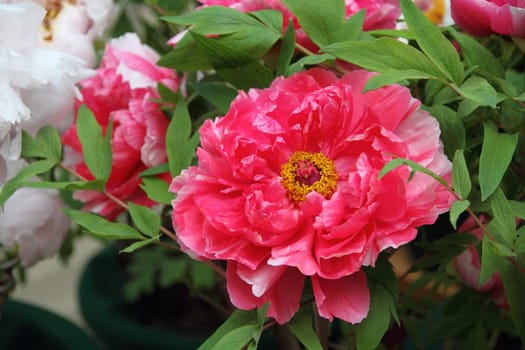Peony flower