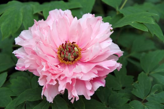 Peony flower