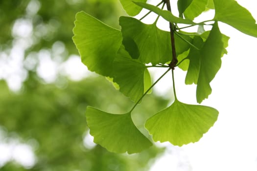 Ginkgo Biloba leaf