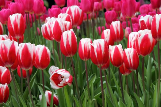 Tulips