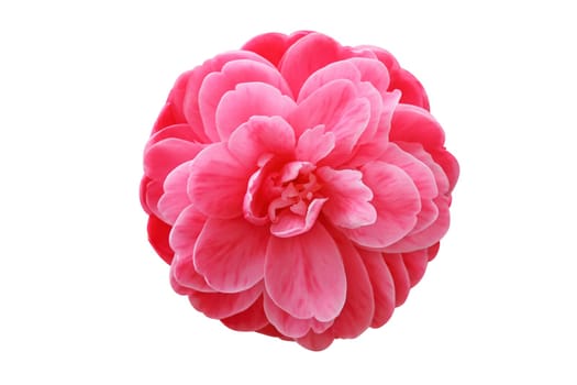 Camellia flower isolated on white