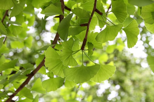 Ginkgo Biloba leaf