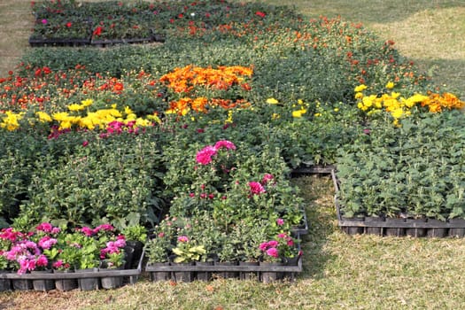 flower pots
