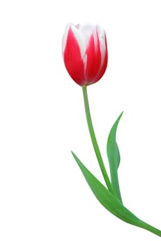 red tulip isolated on white background
