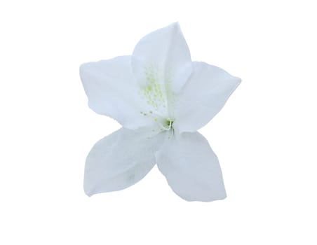 Azalea isolated on white background