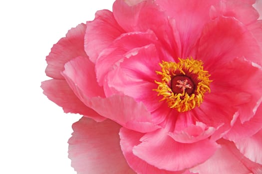 Red Peony flower isolated on white