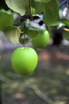 Green jujube fruit
