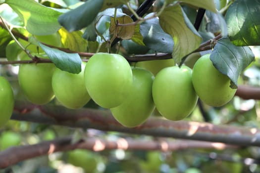 Green jujube fruit