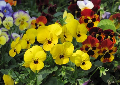 pansy