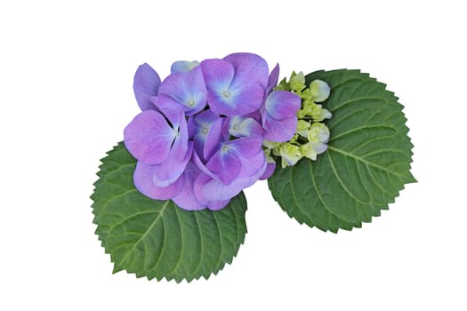 Blue (Purple) Hydrangea isolated on white