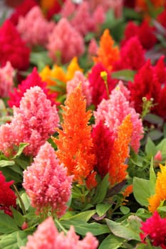 closeup of cockscomb flowers