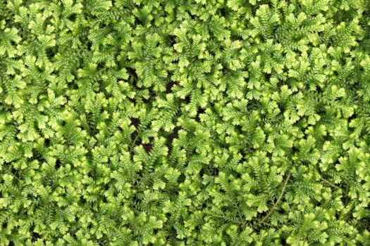 green grass texture