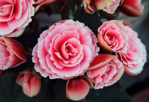 Red Begonia flower blossom