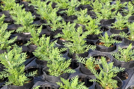 flower pots