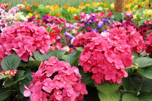 Hydrangea
