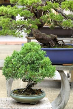 Bonsai