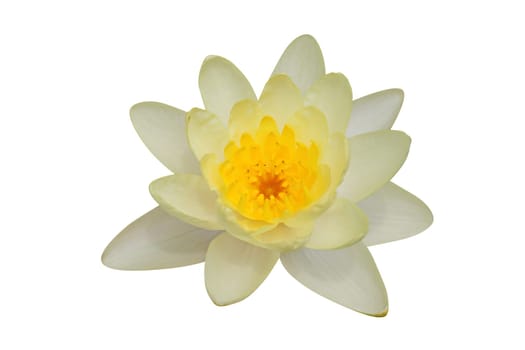 Lotus flower isolated on white – clipping path included