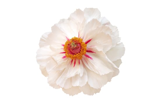 White peony flower isolated on white background