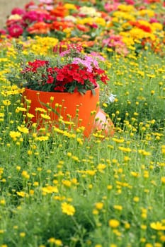 spring