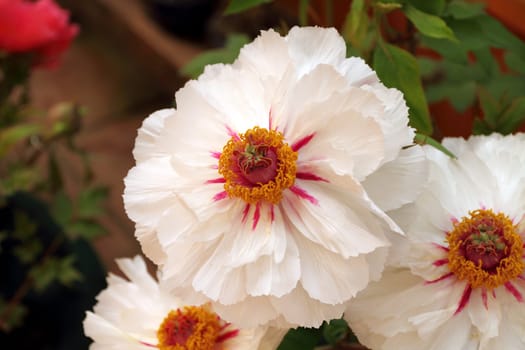 White peony flower