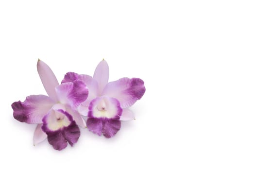 Two purple orchid flowers