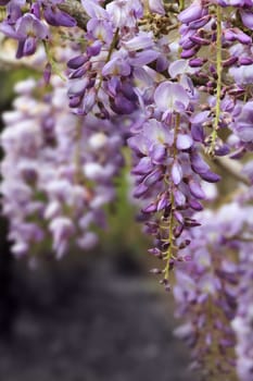 wisteria flower