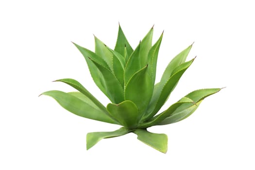 Agave plant isolated on white ( the base ingredient of Tequila)
