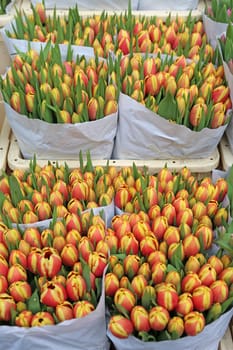 Tulips