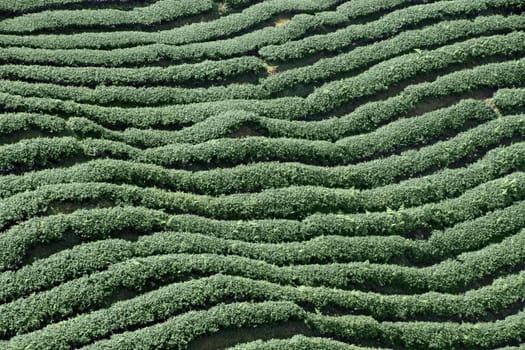 tea plantation
