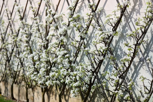 Details of an ornamental pear tree in springtime.